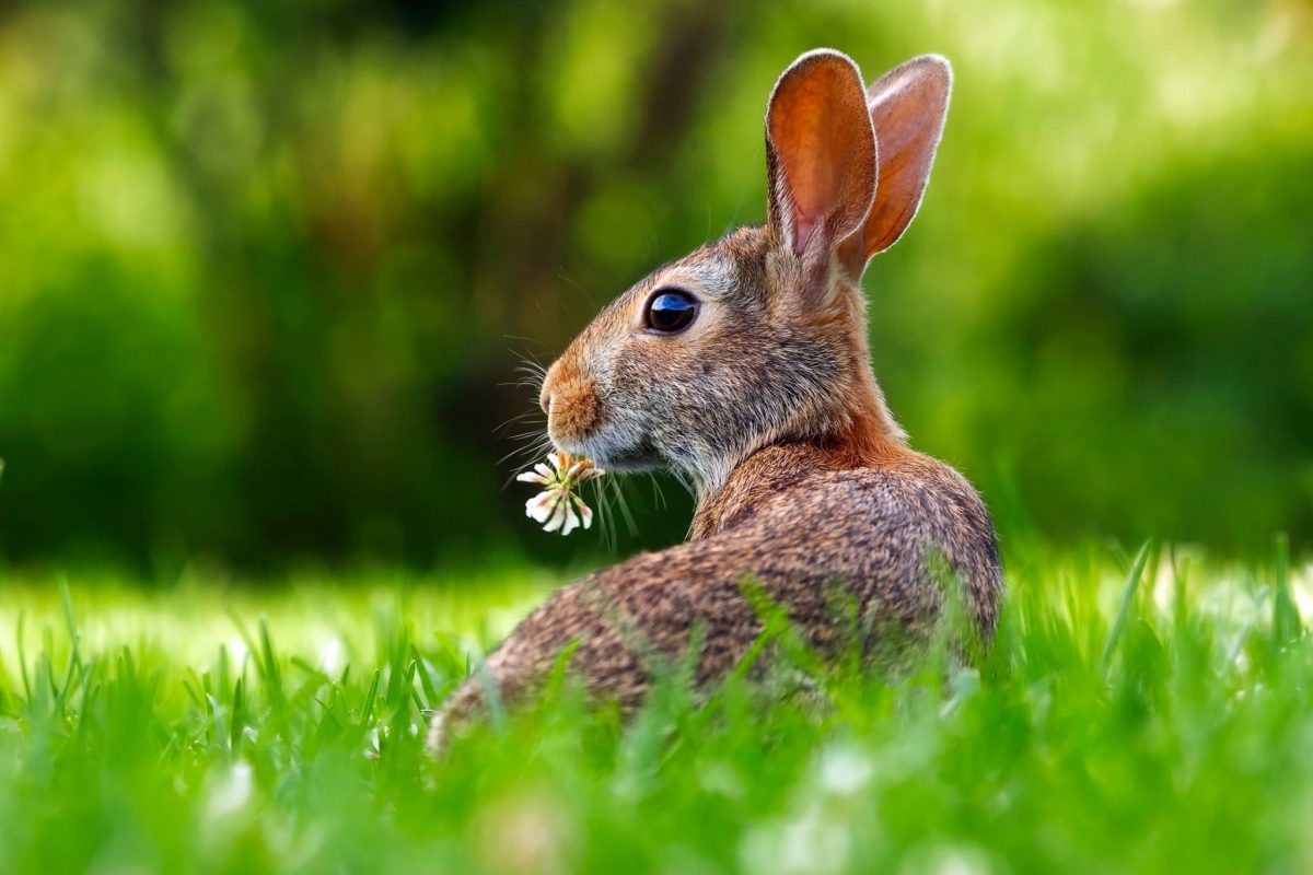 Is LVMH Cruelty-Free or Vegan? » Vegan Rabbit
