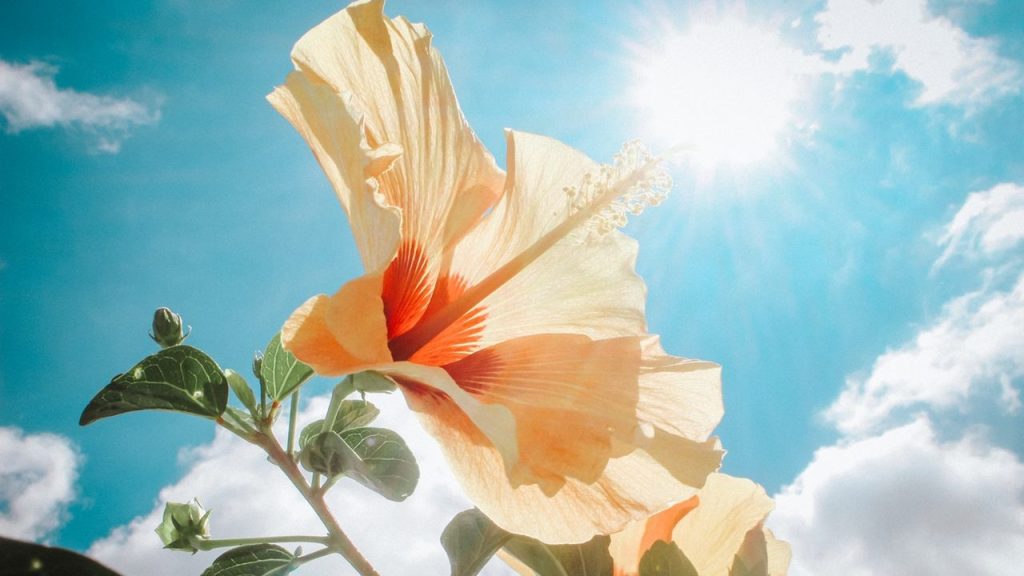 sunlight, hibiscus, vitamin d, vitamin d2