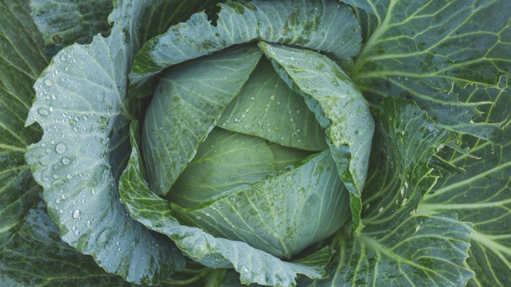 cabbage, vegan vitamin k, vitamin k, menaquinone, menaquinones, Phylloquinone, vitamin k1, vitamin k2