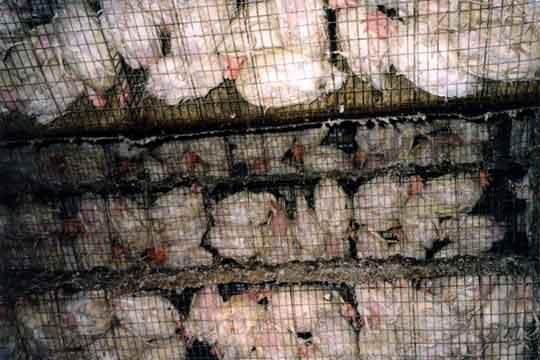 Battery hens – Vegan Rabbit